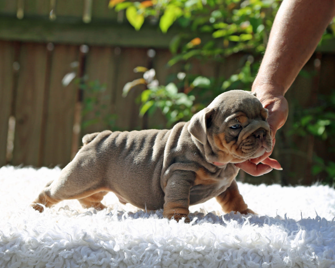 Amaretto!  Lilac Tri Bulldog Male /Unique, Dashing & Extra Sweet   RESERVED