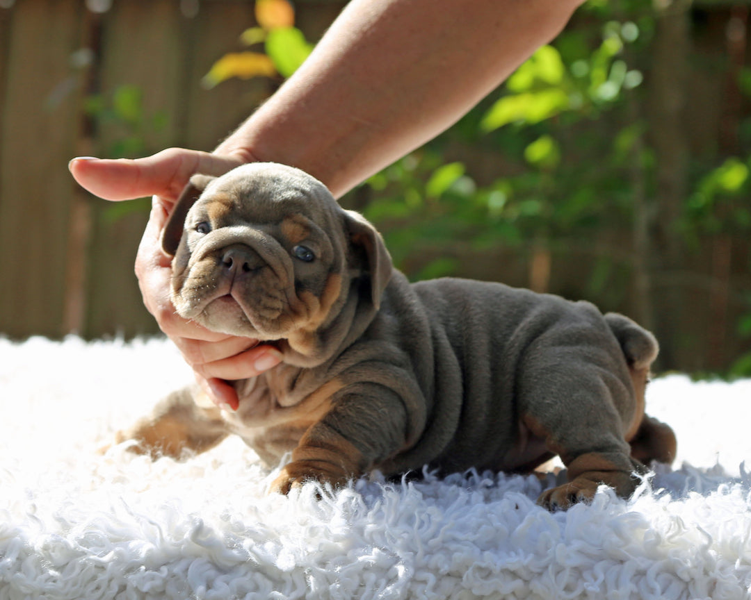 Amaretto!  Lilac Tri Bulldog Male /Unique, Dashing & Extra Sweet   RESERVED