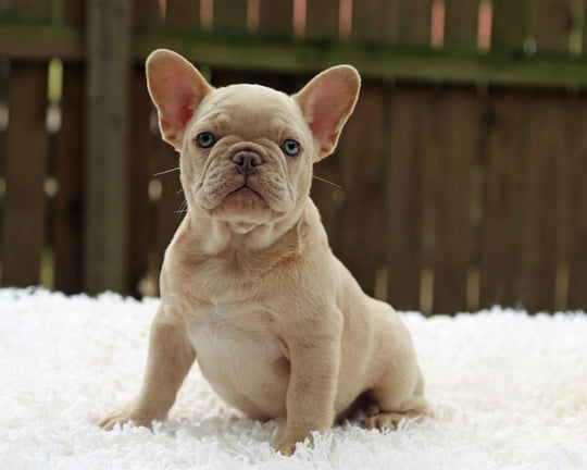 BRONX!  Handsome Creme French Bulldog, Male