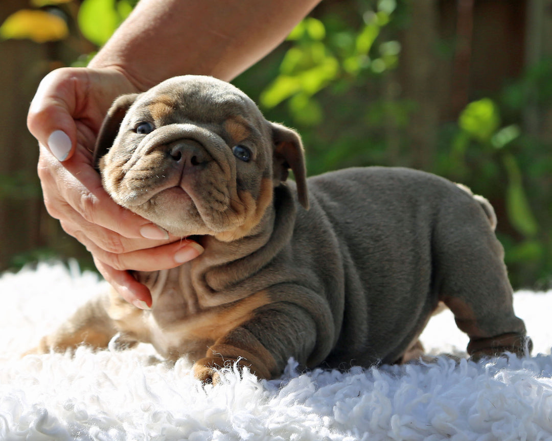 Amaretto!  Lilac Tri Bulldog Male /Unique, Dashing & Extra Sweet   RESERVED