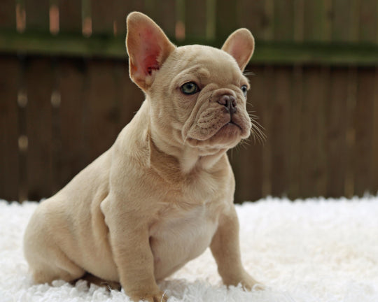 BRONX!  Handsome Creme French Bulldog, Male