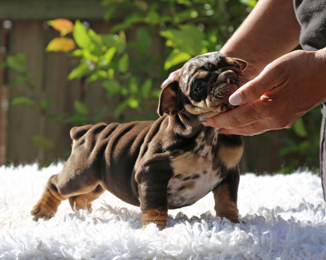Gelato! Chocolate Merle Bulldog Female with Tan Points / Soulful & Refined