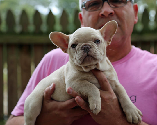 BRONX!  Handsome Creme French Bulldog, Male