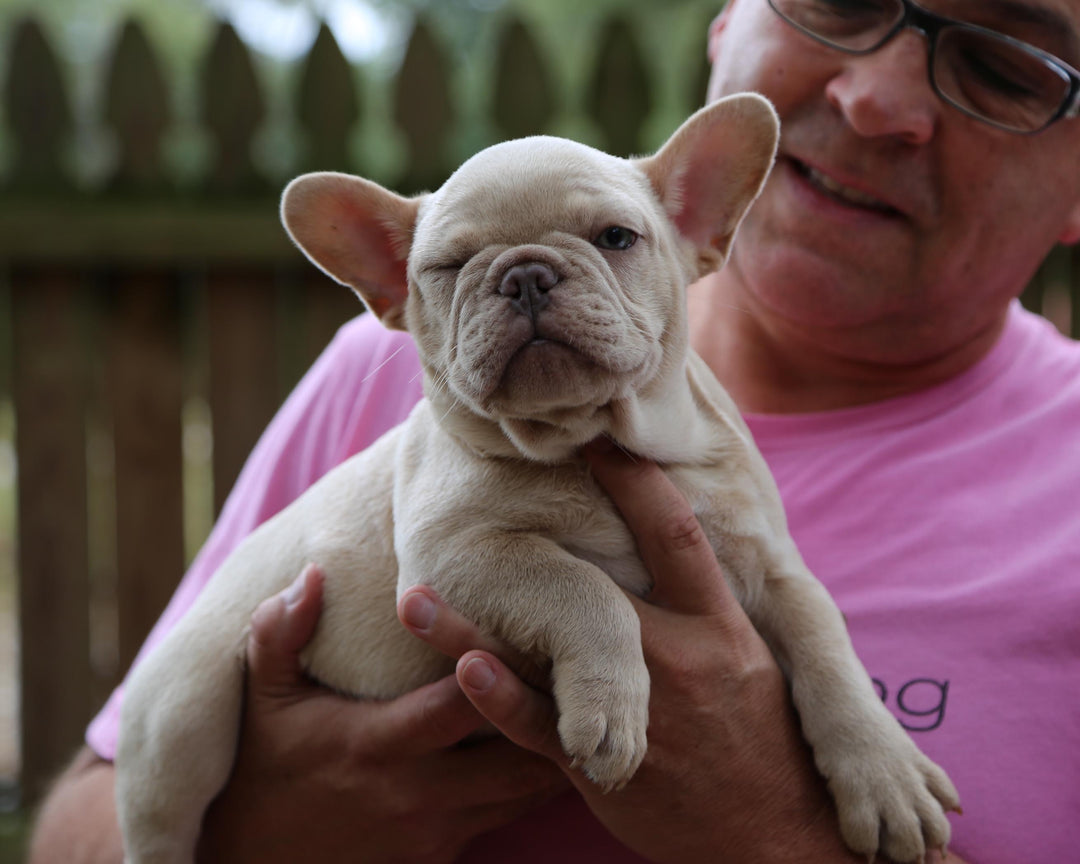 BRONX!  Handsome Creme French Bulldog, Male