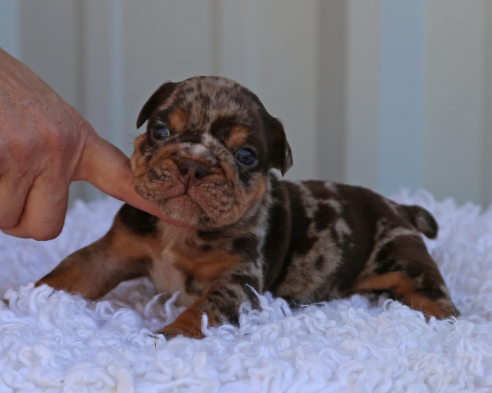 Truffle! Chocolate Merle Bulldog Male/ One-of-a-Kind, Playful & Captivating