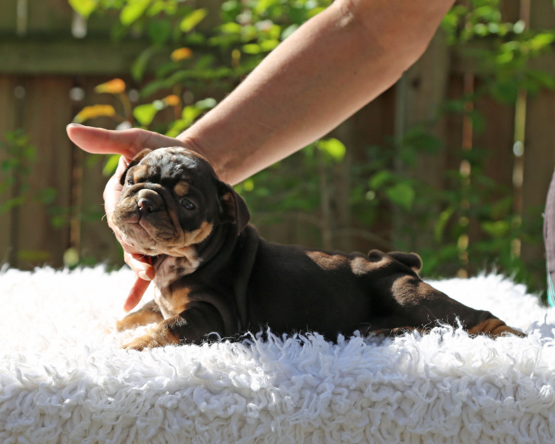 Gelato! Chocolate Merle Bulldog Female with Tan Points / Soulful & Refined