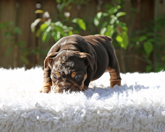 Gelato! Chocolate Merle Bulldog Female with Tan Points / Soulful & Refined