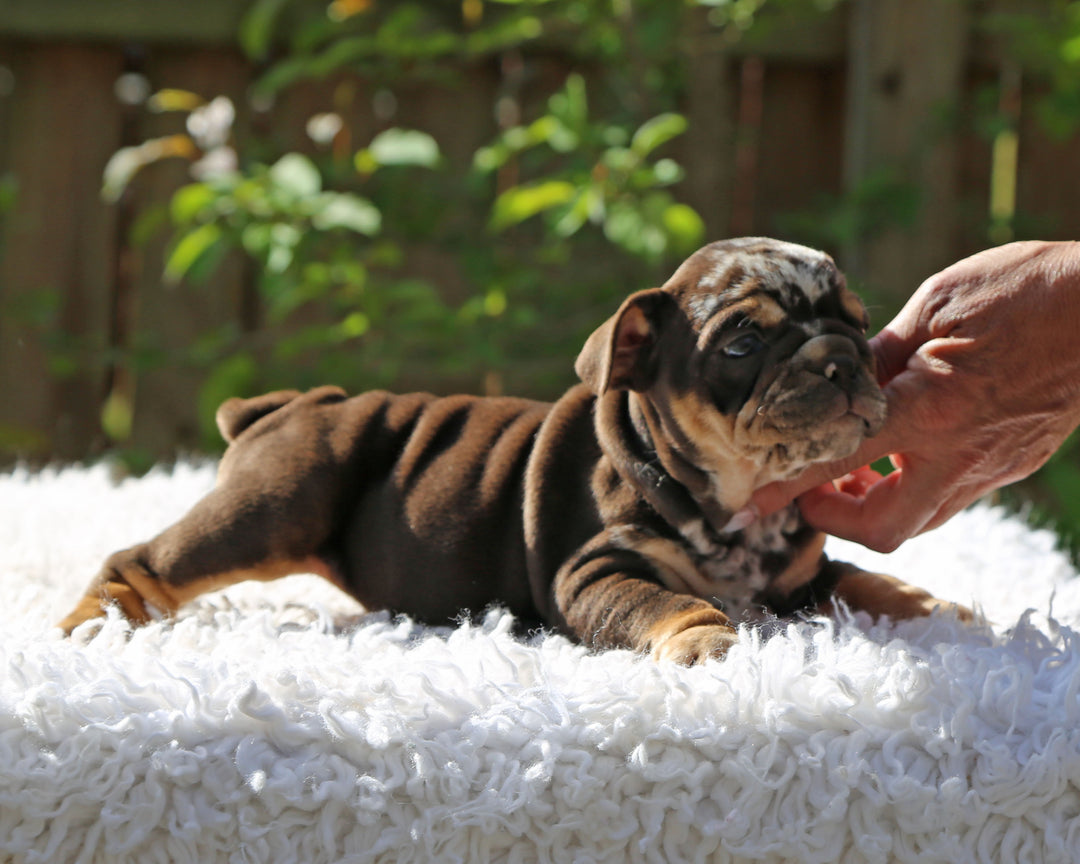 Gelato! Chocolate Merle Bulldog Female with Tan Points / Soulful & Refined