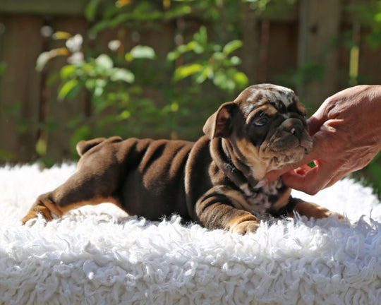 Gelato! Chocolate Merle Bulldog Female with Tan Points / Soulful & Refined