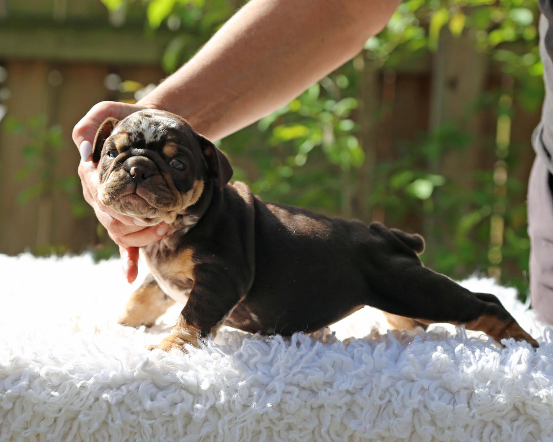 Gelato! Chocolate Merle Bulldog Female with Tan Points / Soulful & Refined
