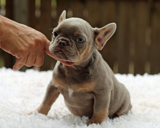 TAMPA! Compact Lilac and Tan French Bulldog, Female