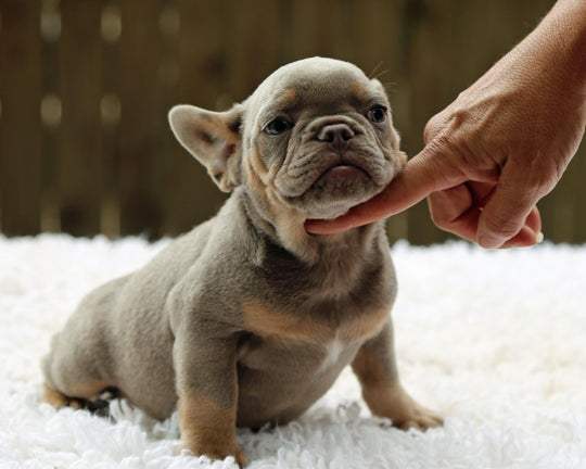 TAMPA! Compact Lilac and Tan French Bulldog, Female
