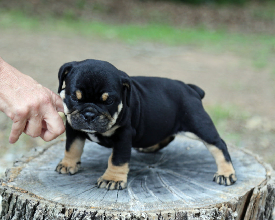 ONYX! Black Tri Bulldog Female / Strong, Clean, Classic  AVAILABLE