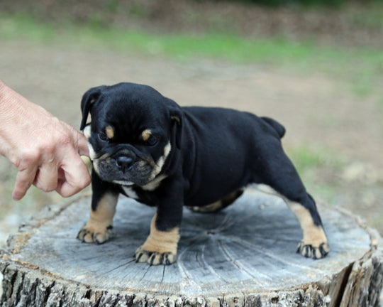 ONYX! Black Tri Bulldog Female / Strong, Clean, Classic  AVAILABLE