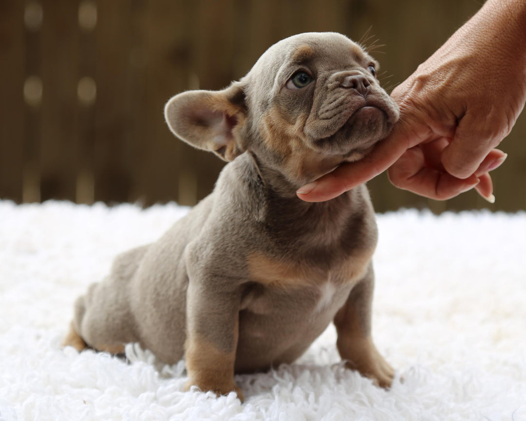 TAMPA! Compact Lilac and Tan French Bulldog, Female