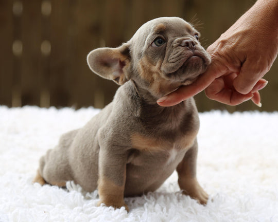 TAMPA! Compact Lilac and Tan French Bulldog, Female