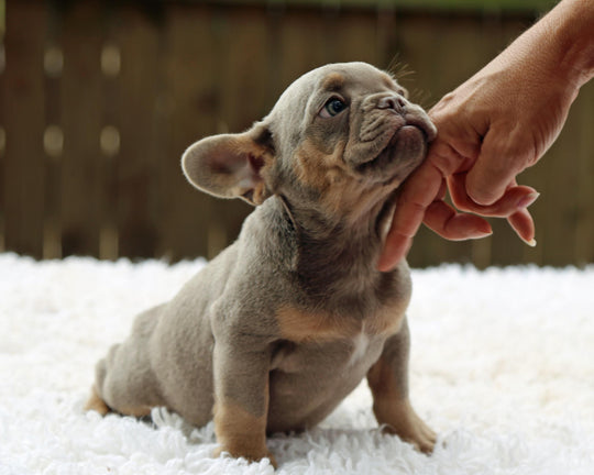TAMPA! Compact Lilac and Tan French Bulldog, Female