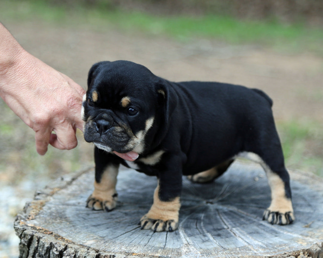 ONYX! Black Tri Bulldog Female / Strong, Clean, Classic  AVAILABLE