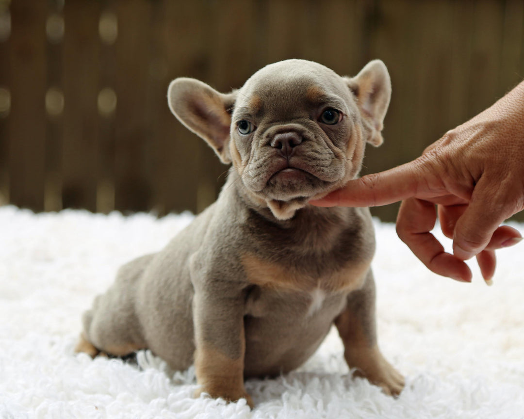 TAMPA! Compact Lilac and Tan French Bulldog, Female
