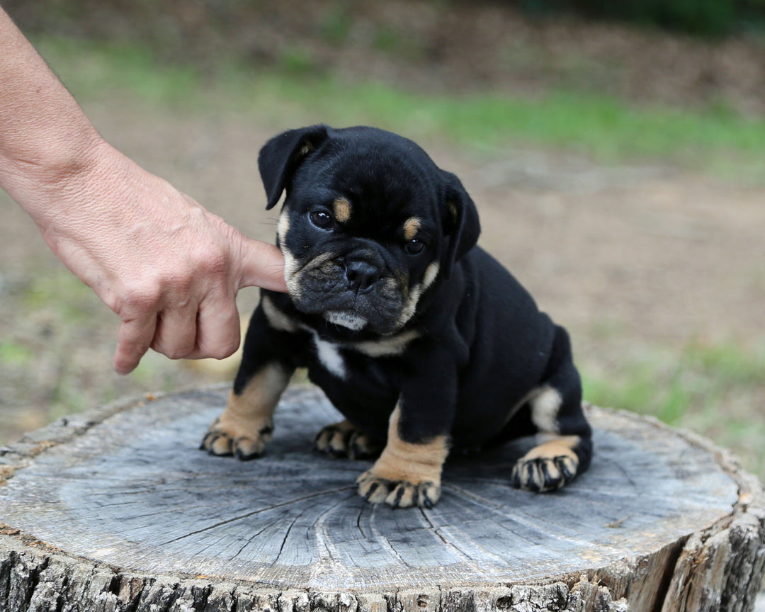 ONYX! Black Tri Bulldog Female / Strong, Clean, Classic  AVAILABLE