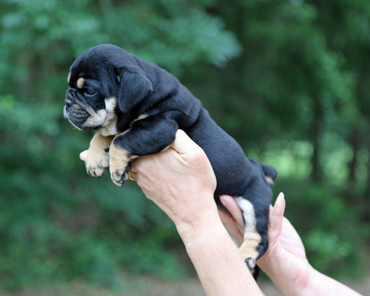 ONYX! Black Tri Bulldog Female / Strong, Clean, Classic  AVAILABLE