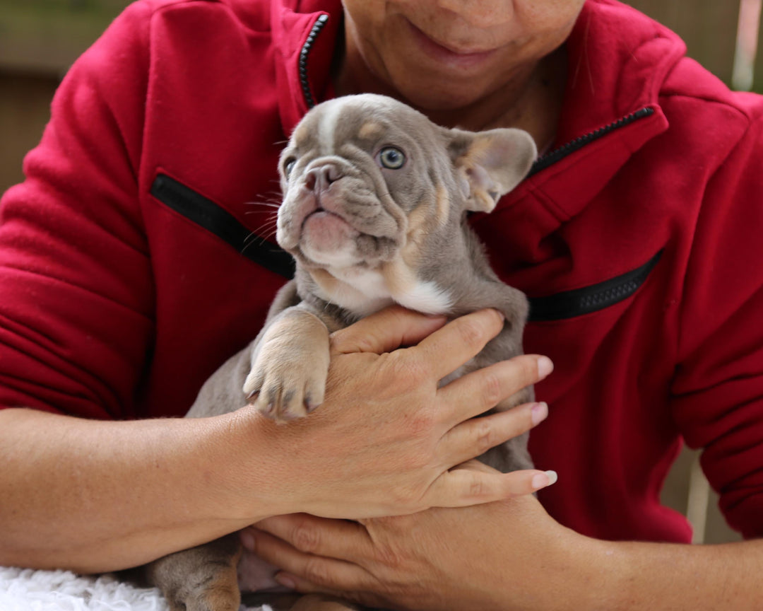 VEGAS! Stunning Lilac French Bulldog, Female