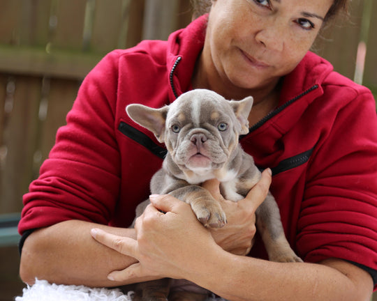 VEGAS! Stunning Lilac French Bulldog, Female