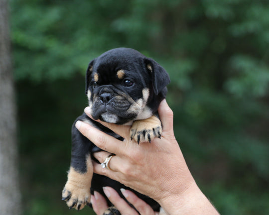 ONYX! Black Tri Bulldog Female / Strong, Clean, Classic  AVAILABLE