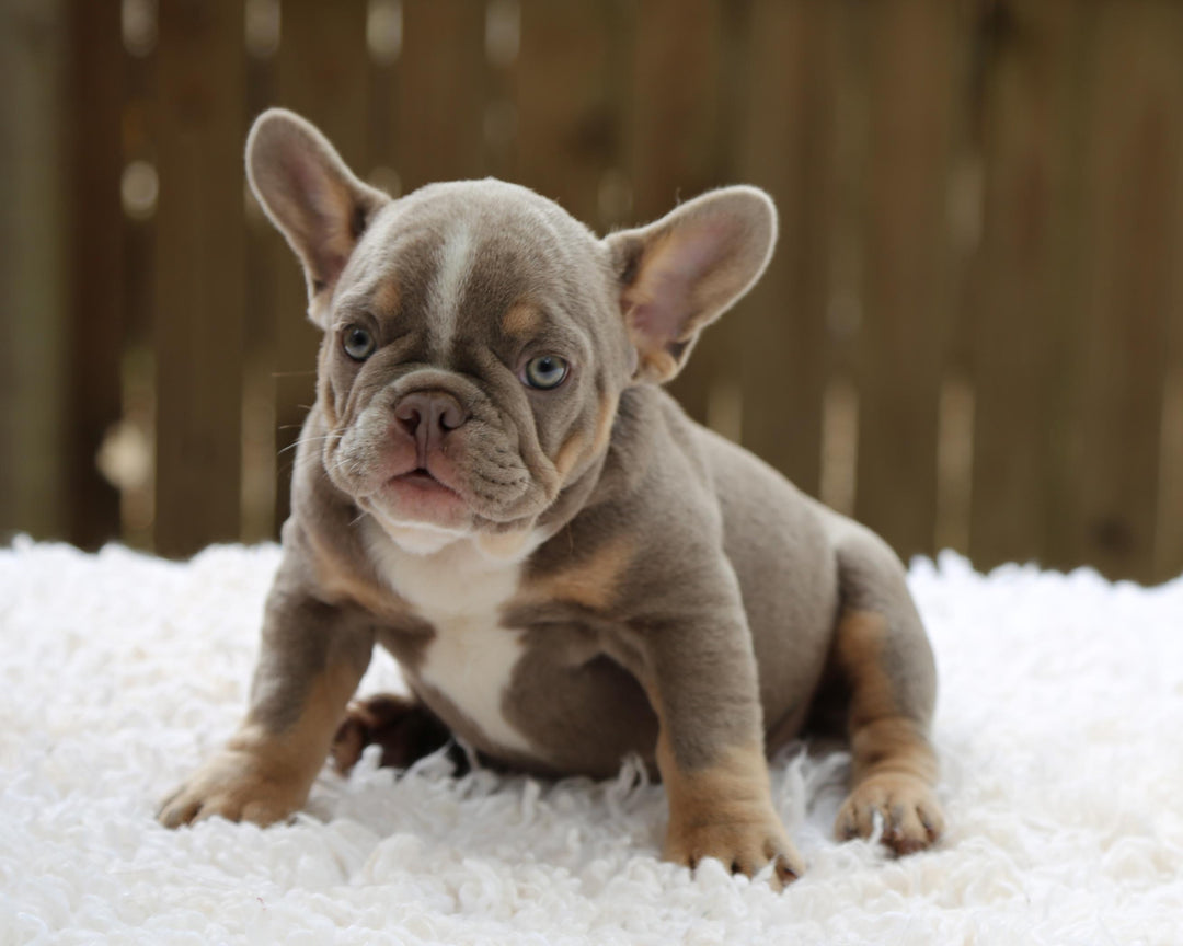 VEGAS! Stunning Lilac French Bulldog, Female
