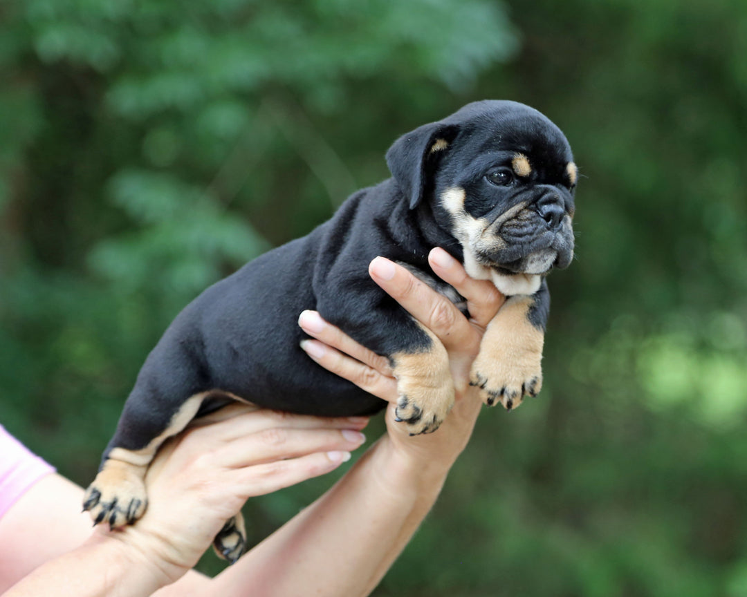 ONYX! Black Tri Bulldog Female / Strong, Clean, Classic  AVAILABLE