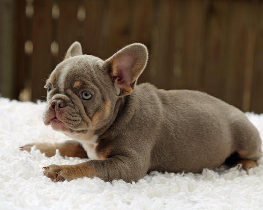 VEGAS! Stunning Lilac French Bulldog, Female