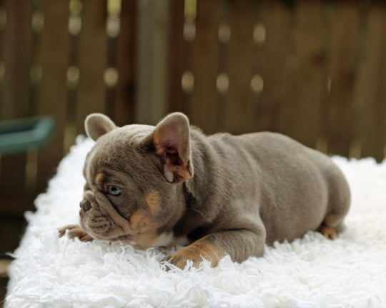 VEGAS! Stunning Lilac French Bulldog, Female