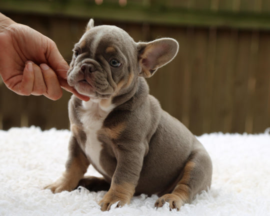 VEGAS! Stunning Lilac French Bulldog, Female