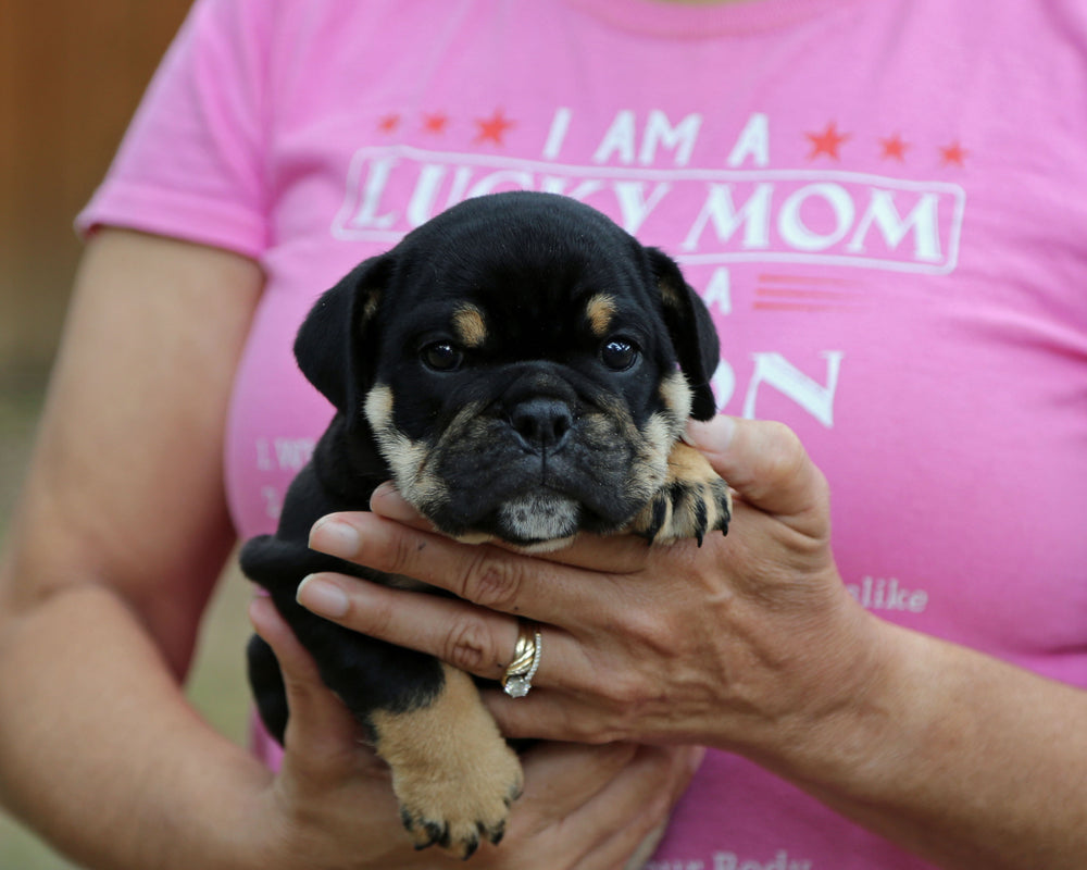 ONYX! Black Tri Bulldog Female / Strong, Clean, Classic  AVAILABLE