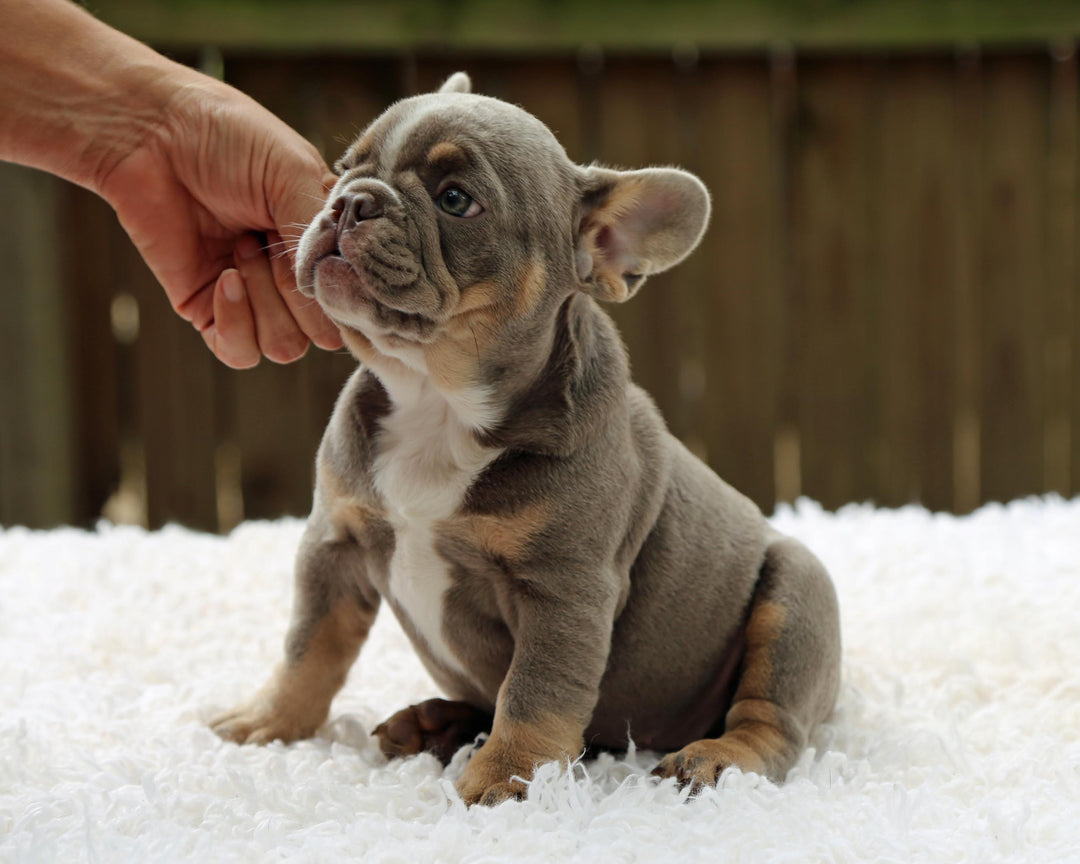 VEGAS! Stunning Lilac French Bulldog, Female