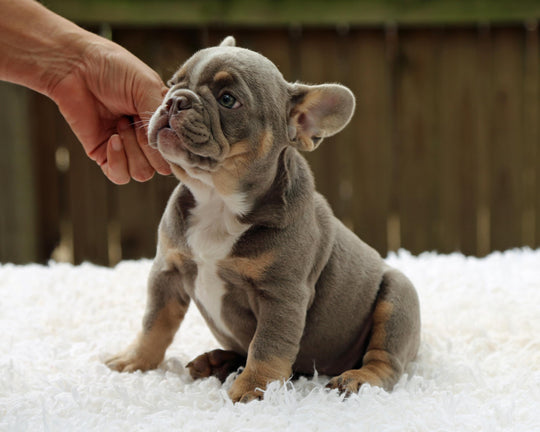 VEGAS! Stunning Lilac French Bulldog, Female