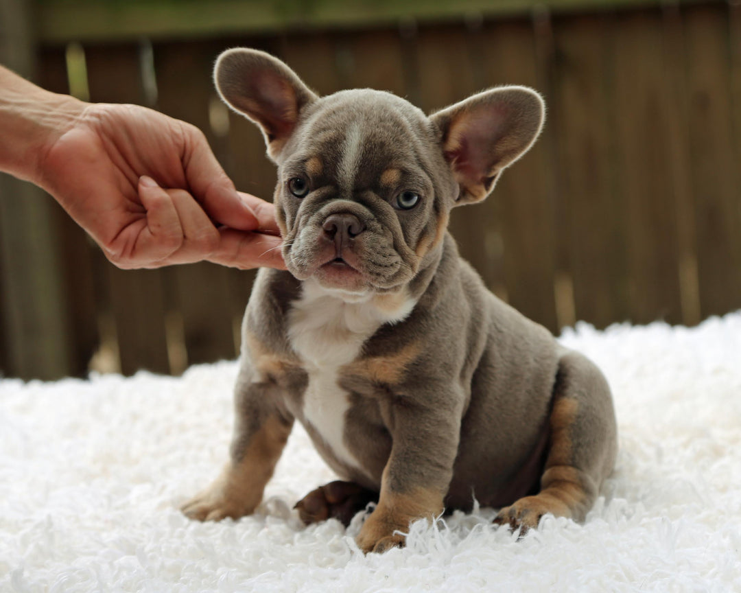 VEGAS! Stunning Lilac French Bulldog, Female