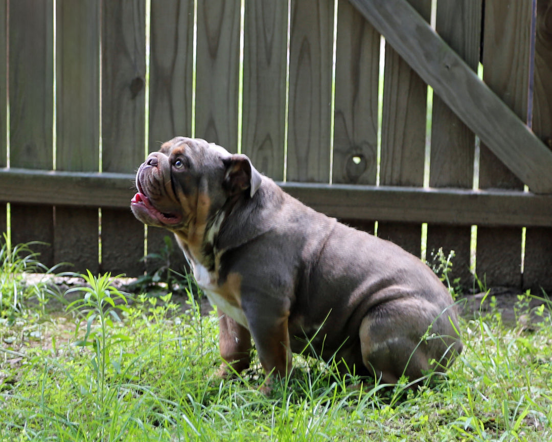 KONG Lilac Tri Merle Bulldog Male | Flashy, Super Handsome | 8 Mo Old  AVAILABLE