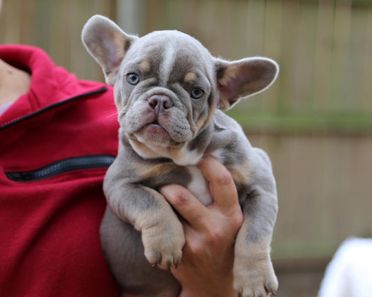 VEGAS! Stunning Lilac French Bulldog, Female
