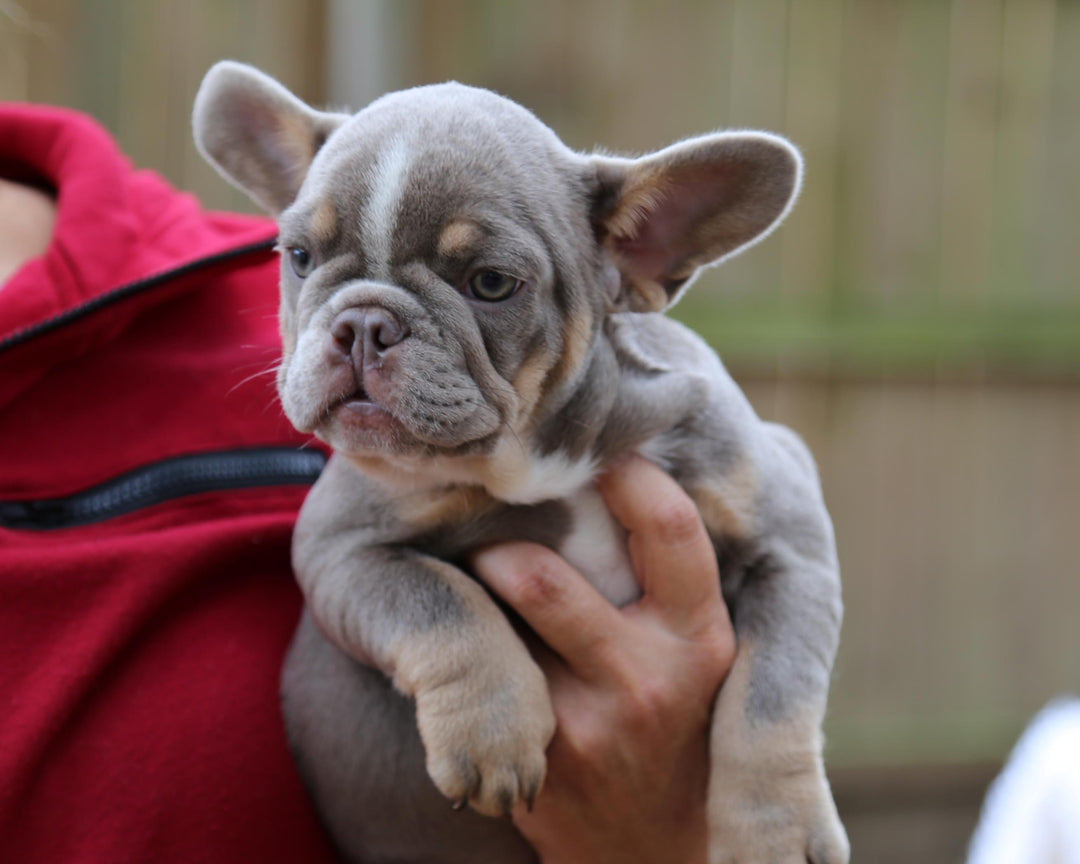VEGAS! Stunning Lilac French Bulldog, Female