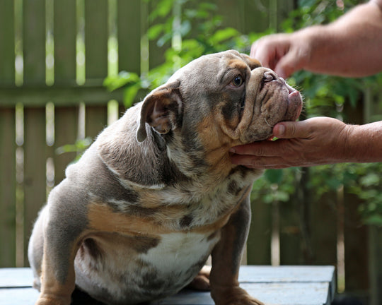 KONG Lilac Tri Merle Bulldog Male | Flashy, Super Handsome | 8 Mo Old  AVAILABLE