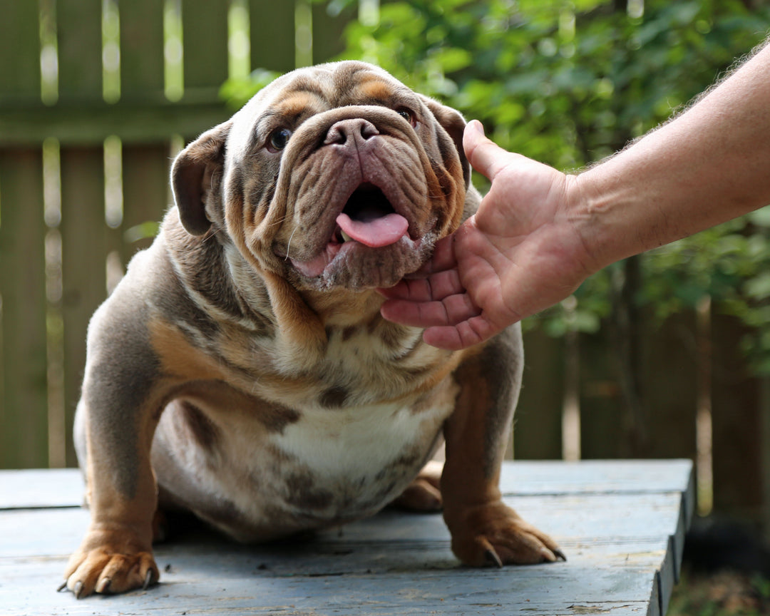 KONG Lilac Tri Merle Bulldog Male | Flashy, Super Handsome | 8 Mo Old  AVAILABLE