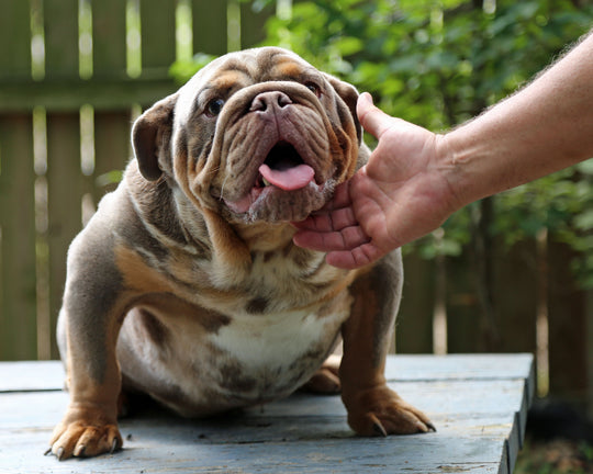 KONG Lilac Tri Merle Bulldog Male | Flashy, Super Handsome | 8 Mo Old  AVAILABLE