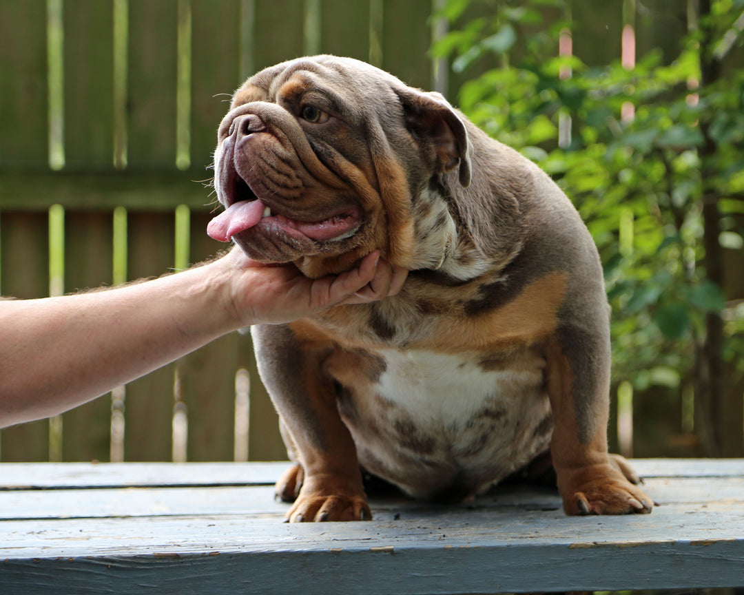 KONG Lilac Tri Merle Bulldog Male | Flashy, Super Handsome | 8 Mo Old  AVAILABLE