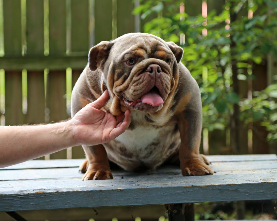KONG Lilac Tri Merle Bulldog Male | Flashy, Super Handsome | 8 Mo Old  AVAILABLE