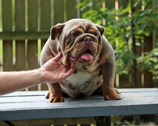 KONG Lilac Tri Merle Bulldog Male | Flashy, Super Handsome | 8 Mo Old  AVAILABLE