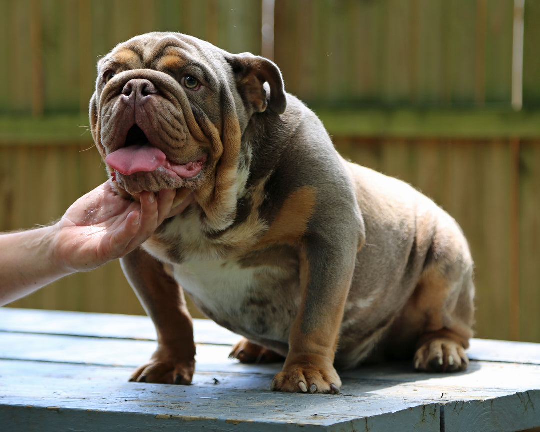 KONG Lilac Tri Merle Bulldog Male | Flashy, Super Handsome | 8 Mo Old  AVAILABLE