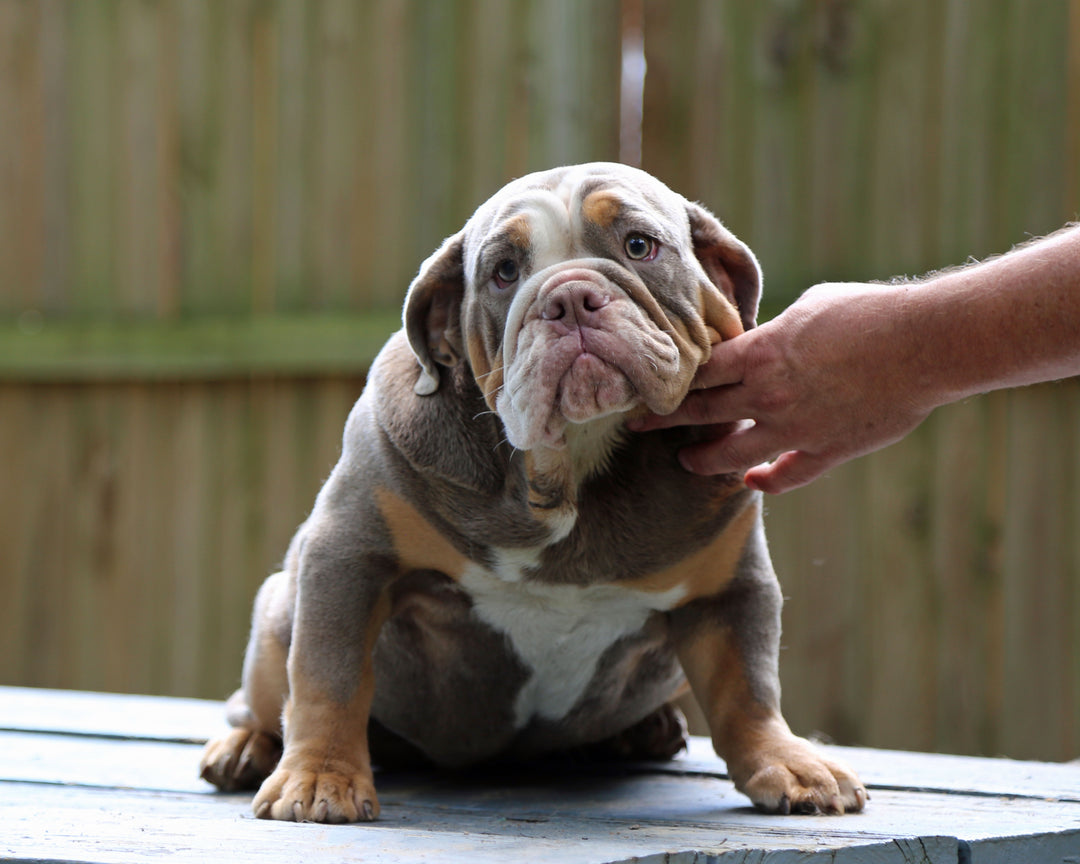 LEXUS Lilac Tri Bulldog Female | One-of-a-Kind | 6 Mo Old  AVAILABLE
