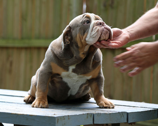 LEXUS Lilac Tri Bulldog Female | One-of-a-Kind | 6 Mo Old  AVAILABLE