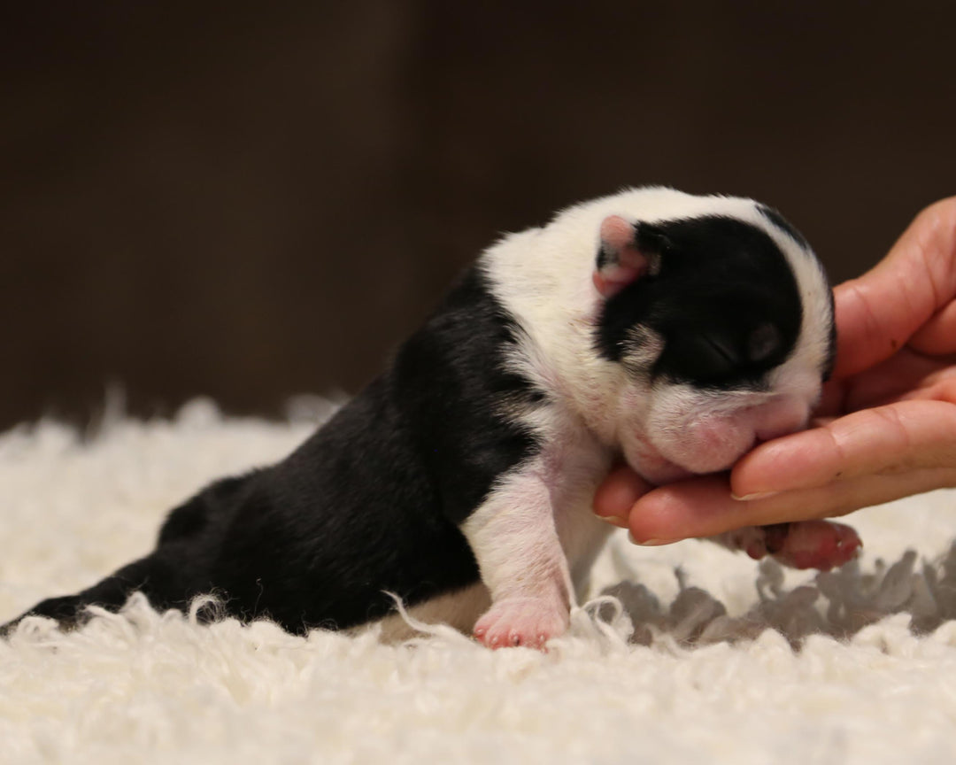ZHYON! Stunning Black-Tri English Bulldog, Female